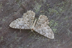 Epimecis fraternaria