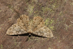 Epimecis fraternaria