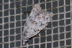 Nola thyrophora