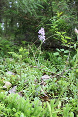 Dactylorhiza fuchsii