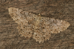 Epimecis fraternaria