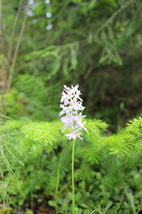 Dactylorhiza fuchsii
