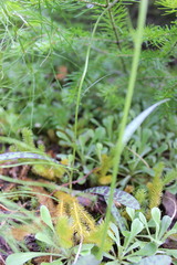 Dactylorhiza fuchsii