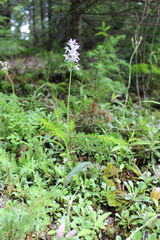 Dactylorhiza fuchsii