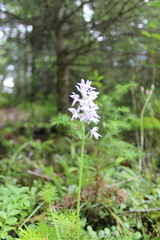 Dactylorhiza fuchsii