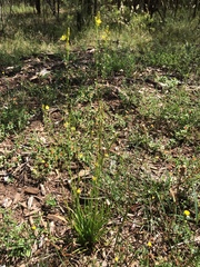 Bulbine semibarbata