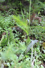 Dactylorhiza fuchsii