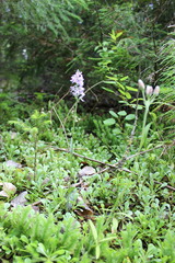 Dactylorhiza fuchsii