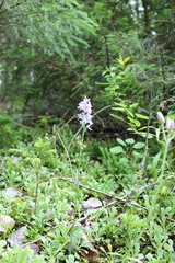 Dactylorhiza fuchsii