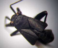 Anapus freyi
