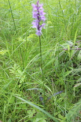 Dactylorhiza fuchsii