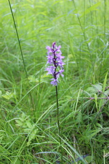 Dactylorhiza fuchsii