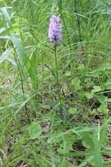 Dactylorhiza fuchsii