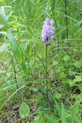 Dactylorhiza fuchsii