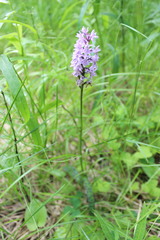 Dactylorhiza fuchsii