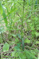 Dactylorhiza fuchsii