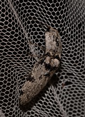 Cryptalaus prosectus