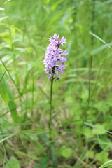 Dactylorhiza fuchsii