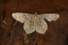 Epimecis matronaria