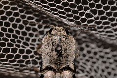 Cryptalaus prosectus