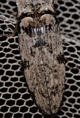 Cryptalaus prosectus