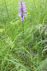 Dactylorhiza fuchsii