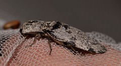 Cryptalaus prosectus