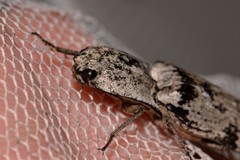 Cryptalaus prosectus