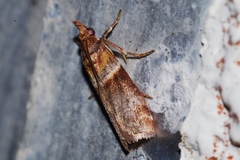 Addyme confusalis