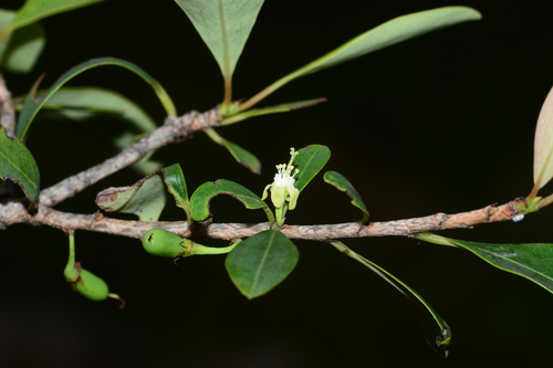Erythroxylum monogynum (Erythroxylum monogynum)