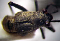 Anapus freyi