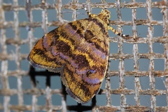 Choreutis cyanogramma
