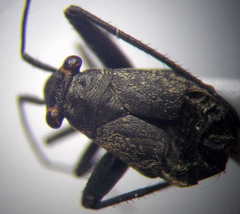 Anapus freyi