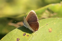 Eicochrysops hippocrates