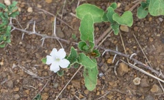 Ruellia patula