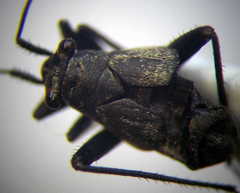 Anapus freyi