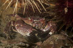 Nectocarcinus