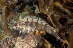 Heteroclinus adelaidae