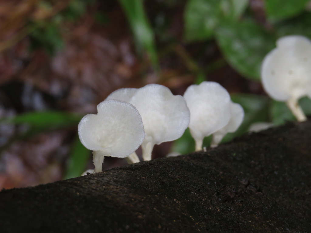 Favolus brasiliensis · April 2016 · photo: © yvesbas (iNaturalist, cc-by)