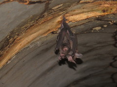 Phyllostomus latifolius