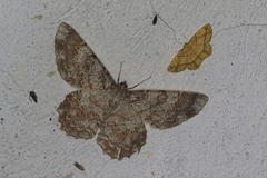 Epimecis plumbilinea