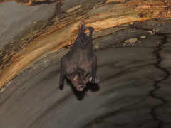 Phyllostomus latifolius