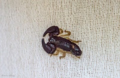 Scorpionidae