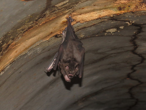 Guianan Spear-nosed Bat
