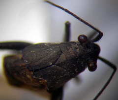 Anapus freyi