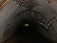 Phyllostomus latifolius