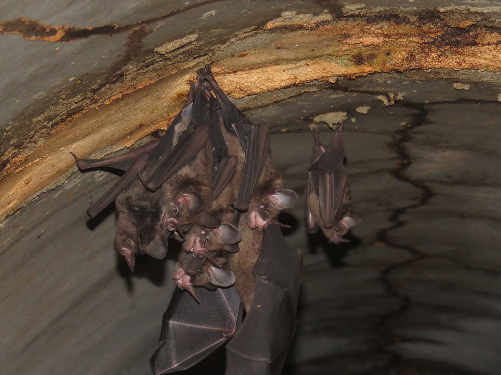 Guianan Spear-Nosed Bat