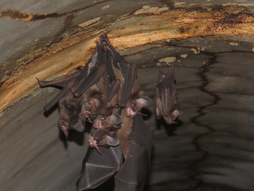 Guianan spear-nosed bat (Phyllostomus latifolius) — Least Concern Mammalia