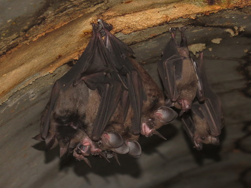 Guianan Spear-nosed Bat