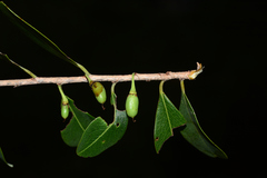 Erythroxylum monogynum